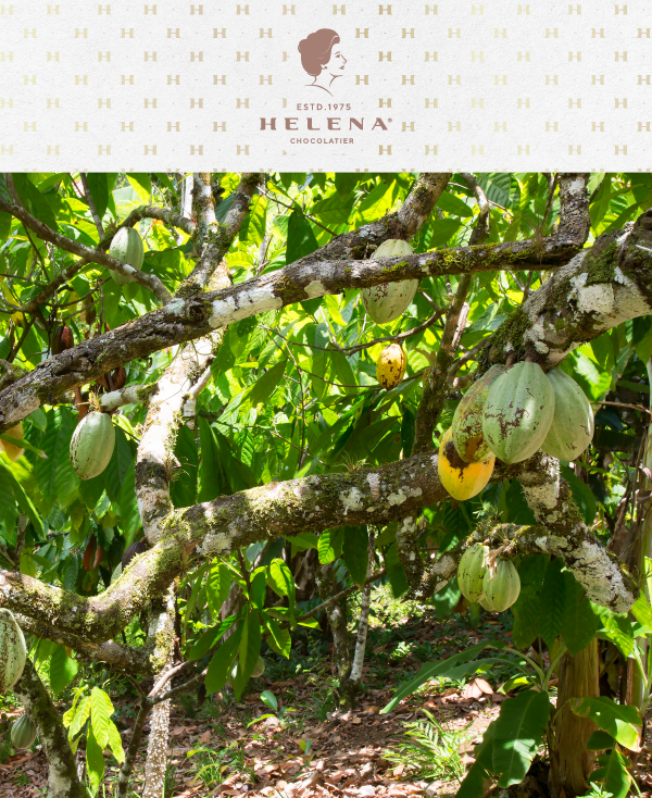 From Cocoa to Chocoteja: The Artisanal Craft Behind Helena